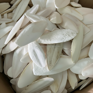 Hueso de Sepia para Loros, Aves y Reptiles, Suministros para Mascotas, Cuidado de Cangrejos Ermitaños - Product Image 1