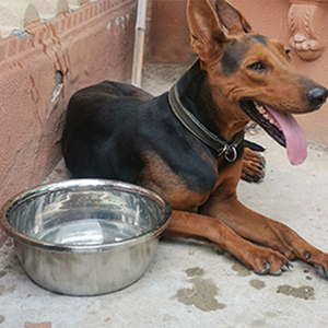 Juego de cuencos para perros grandes de acero inoxidable con cuenco de comida para perros de metal de alta capacidad, cuencos de agua y comida para trabajo pesado sin BPA - Product Image 6