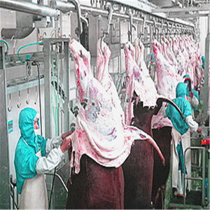 Equipo automático de sacrificio de <span class=keywords><strong>ganado</strong></span> para procesamiento de carne de res/ternera para plantas de fabricación <span class=keywords><strong>y</strong></span> mataderos - Product Image 4