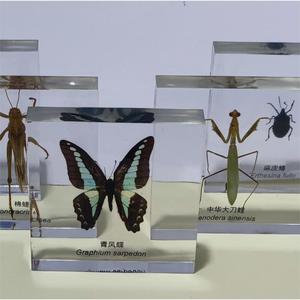 El fabricante produce especímenes de insectos pequeños, realistas, transparentes y creativos para la enseñanza y observación en jardines de infancia. - Product Image 1