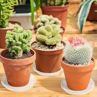 Plateau de pot de fleurs en résine transparente blanche moderne avec support de pot de fleurs en plastique épaississant pour le jardin, la maison et la pépinière