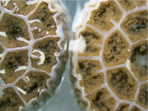 K1 Midia Ecochip Portador K5 Mbbr Bio Chip Mbbr Mediadier anneau en plastique station d'épuration des eaux usées transporteur Reattore Mbbr Media - Product Image 4