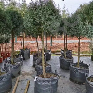 Bolsa de cultivo de tela de PP transpirable resistente HOKBG, maceta de jardín a precio competitivo para árboles de ciprés azul para jardinería - Product Image 5