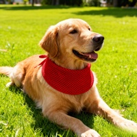 Bandana rafraîchissante pour chien en gros – Écharpe de refroidissement pour grands chiens, accessoires de camping pour chiens, tours de cou rafraîchissants, bandana pour animaux de compagnie