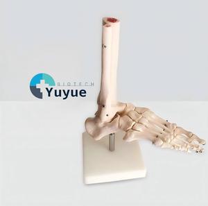 Modello Anatomico del Piede e della Caviglia Umani a Grandezza Naturale 1:1 con Base per Insegnamento Medico - Product Image 1