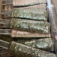 Poteau plat en fibre de coco naturelle biodégradable de 20 pouces de hauteur, vente en gros d'usine, pour jardin domestique personnalisé