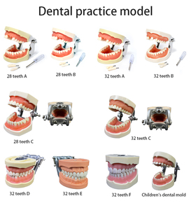 Sản xuất chuyên nghiệ<span class=keywords><strong>p</strong></span> mô hình giảng dạy kẹo cao su mềm chất lượng cao với mô hình nha khoa frasaco có thể tháo rời (28 răng) - Product Image 6