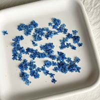 Fleur de dentelle de la reine Anne pressée naturelle tendance pour le nail art, la manucure et les loisirs créatifs