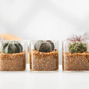 Table Home Decor <span class=keywords><strong>Carré</strong></span> Simple Haute Borosilicate Verre Fleur Bouteille Plante Verte Verre Pot De Fleur Clair Mini <span class=keywords><strong>Vase</strong></span> - Product Image 6