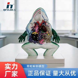 Modèle d'anatomie de grenouille Qinghua, grande référence pour l'identification des viscères de grenouille, modèle médical pour l'enseignement du processus de développement embryonnaire - Product Image 5