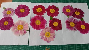 Flor prensada de peonía - Product Image 3