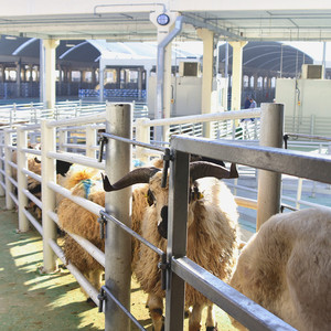 Ligne d'abattage des moutons avec machine à retirer la peau des chèvres, équipement de pelage du bétail - Product Image 4