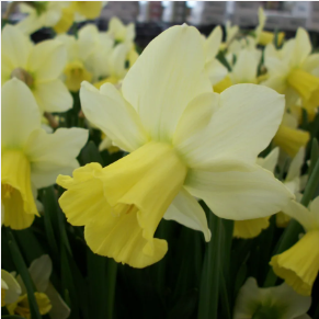 Crea tu fantasía primaveral rural con hermosas flores de <span class=keywords><strong>primavera</strong></span> Colección de bombillas de jardín Kit de flores de jardín - Product Image 2