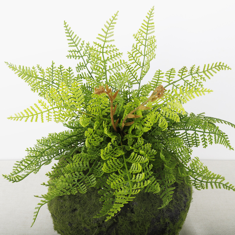 kaktus hildewintera Small Hildewintera colademononis – Happy Houseplants main image 0