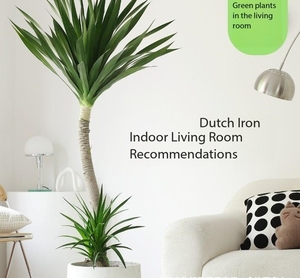 Recommandation Hiver : Plante en Pot Dragon Blood Tree (Schefflera) pour Balcon, Absorption du Formaldéhyde, Grande Taille, Idéale Bureau et Salon - Product Image 3