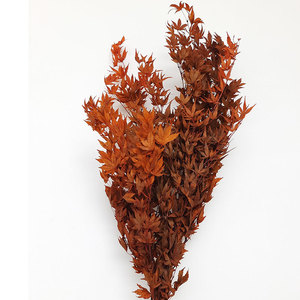 Hojas de Arce Decorativas para el Hogar, Color Rojo, Plantas Naturales con Hojas de Arce Inmortales para una Preservación Prolongada - Product Image 4