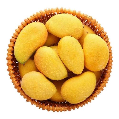 Origin certified high quality fresh mango super sweet mango