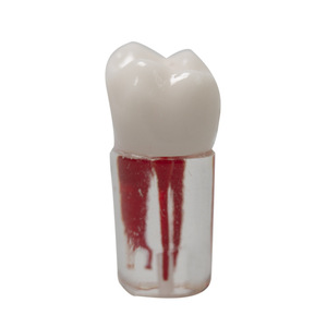Resina de Práctica para Exámenes Dentales, Partículas de Dientes Simulados para Endodoncia, Extracción de Dientes, Terapia de Pulpa, Accesorio para Equipo Dental - Product Image 2