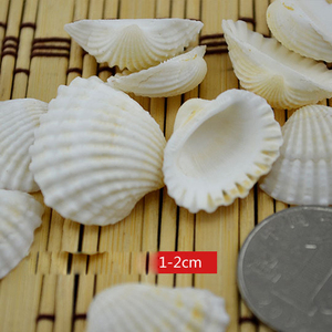 Piccole Conchiglie Naturali Bianche di Capasanta, Conchiglie Naturali Bianche di Vongola Marina, Accessori per Acquario per Decorazioni Artigianali - Product Image 2