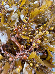 Pabrik langsung pupuk cair organik rumput laut polipidase penambah pertumbuhan tanaman perangsang <span class=keywords><strong>Bio</strong></span> meningkatkan bunga - Product Image 6