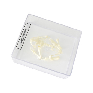Spécimen de squelette de grenouille J43108, équipement d'expérimentation biologique pour collèges, spécimens de biologie pour collèges, matériel pédagogique - Product Image 5