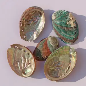 small size 6-10cm Natural Raw Chinese Abalone Shell for Burning Sage