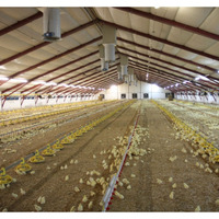 Granja Avícola de Acero Galvanizado en Oferta, Estructura Metálica de Vano Libre para Aves de Corral