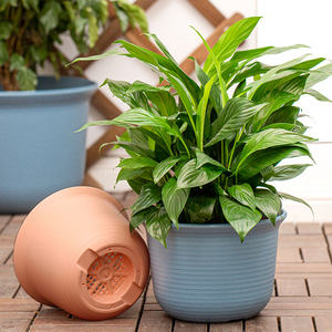 <span class=keywords><strong>IRIS</strong></span> jardinière courte en plastique résine épaisse jardin extérieur <span class=keywords><strong>IRIS</strong></span> pot moyen plantation de légumes sans plateaux pot de fleur champignon - Product Image 2