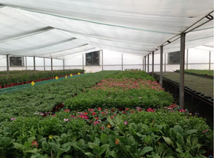 One Greenhouse Película de plástico de 200 micras Película Pe Hojas de plástico Uv resistentes a los rayos Uv Invernadero para flores - Product Image 5