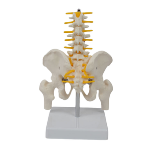 Model kerangka manusia Medium dengan 5 vertebra Lumbar dan tulang panggul dan tulang pinggang untuk sains medis - Product Image 6