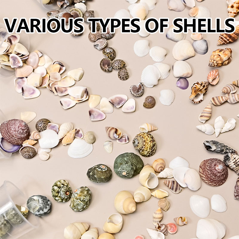 beach shells seashells corn shell natural home decor boxed lots wedding display craft small