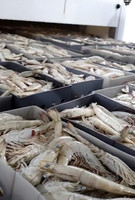 Coroplast PP personnalisé tôle creuse carton boîte en plastique ondulé boîte de fruits de mer emballage crevettes surgelées boîtes de crevettes surgelées