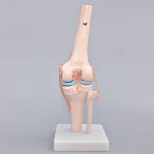 Modelo de articulación de rodilla humana, modelo artroscópico de esqueleto de articulación de rodilla - Product Image 6