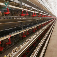 Système de cages à œufs de cailles entièrement automatiques de type H galvanisé à vendre aux Philippines