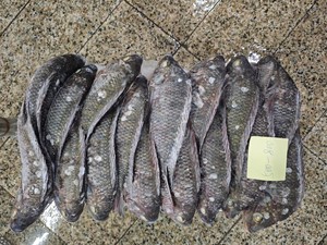 Tilapia noire du Nil entière et ronde, surgelée BQF, en gros, 300-500g, 500-800g, 800+, certifiée BRC HACCP, origine Chine - Product Image 4