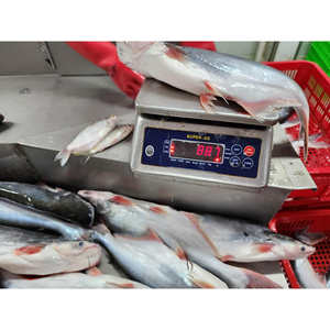 Yüksek kaliteli blok dondurulmuş bütün yuvarlak pangaexport Hypophthalmus / Basa balık IQF ihracat sınıfı için - Product Image 6