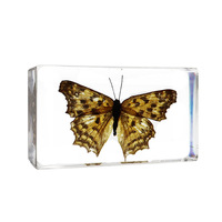 Spécimens d'insectes réels en résine, taxidermie d'insectes préservés pour l'enseignement de la biologie et l'apprentissage des sciences de la nature