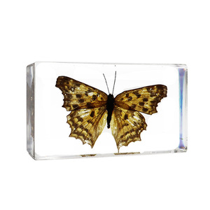 Spécimens d'insectes réels en résine, taxidermie d'insectes préservés pour l'enseignement de la biologie et l'apprentissage des sciences de la nature - Product Image 3