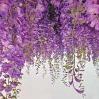 Guirlande de glycine artificielle romantique suspendue, résistante aux UV, pour décoration de plafond, toile de fond de mariage, événements et fêtes