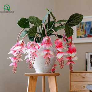 Artificial Medinilla <span class=keywords><strong>Magnifica</strong></span> PU Real Touch flores exóticas Tropical orquídea filipina Rosa planta de uva para la decoración del jardín del hogar - Product Image 5