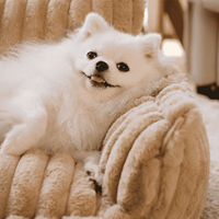 Lit pour animaux de compagnie de luxe moderne, canapé pour chien en peluche, chaud et doux, avec soutien pour le cou et la tête, lavable et amovible