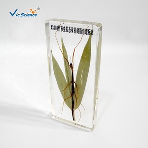 Espécimen incrustado de animales, resina de insectos, espécimen de palo de bambú - Product Image 4
