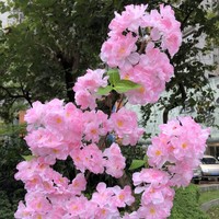 Premium 3-Zweigige Kirschblüten-Kunstblume mit Dicht Gereihten Blättern für Raumdekoration und Baumverzierung