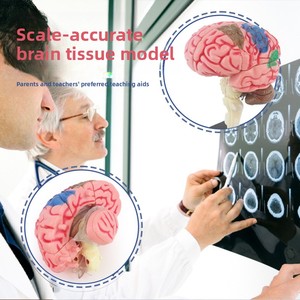 Kits de Enseñanza Médica, <span class=keywords><strong>Educación</strong></span> Temprana, Modelo 4D de Órganos, Huesos <span class=keywords><strong>y</strong></span> Cerebro Humanos, Material Plástico, Juguete Educativo de Ensamblaje DIY para Niños - Product Image 4