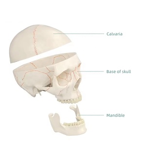 Modelo de cráneo de suturas humanas de tamaño natural humano FRT020 modelo de cráneo de anatomía médica Conexión de resorte telescópico a la mandíbula inferior - Product Image 1