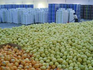 Pomelo di miele fresco 2022 nuova fornitura di colture con pomelo bianco cinese di alta qualità e pompelmo di frutta di pomelo rosso di Pinghe
