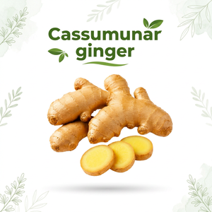 Premium Cassumunar <b>Ginger</b> <b>Fresh</b> Rhizome Natural Herbal for Food Beverage Extract and Wholesale Supply - Product Image 1