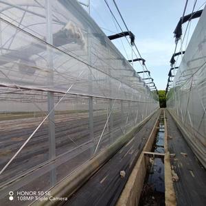 Serre agricole <span class=keywords><strong>tunnel</strong></span> à film multi-span pour la <span class=keywords><strong>culture</strong></span> hors-sol et la <span class=keywords><strong>culture</strong></span> hydroponique - Product Image 5