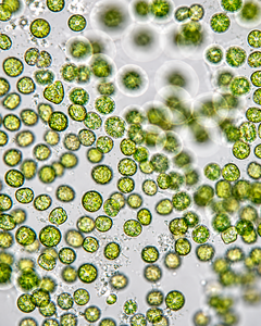 Polvo de Clorofila, Extracto de Planta, Superalimento Verde Natural para Desintoxicación, Inmunidad, Energía y Apoyo Diario a la Salud - Product Image 3