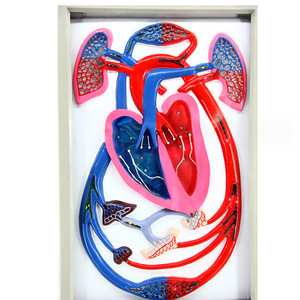 Modèle de rythme cardiaque et de circulation sanguine : Équipement d'expérimentation biologique à démonstration dynamique, instruments pédagogiques, et - Product Image 3